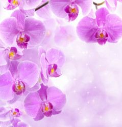 Poster, Orhidee violet pe un fundal delicat