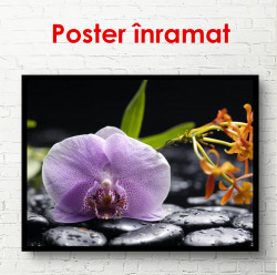 Poster, Orhideea purpură pe pietre
