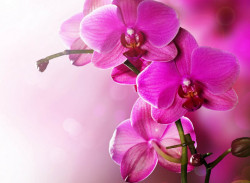 Poster, Orhideea purpurie
