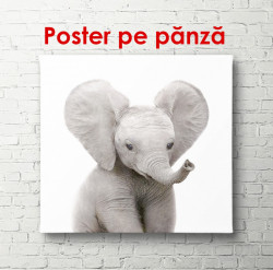 Poster, Pui de elefant pe un fundal alb