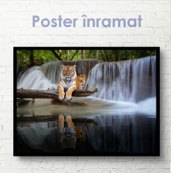 Poster, Tigru grațios pe fundalul unei cascade