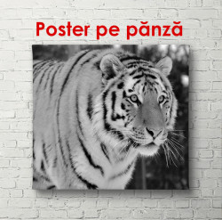 Poster, Tigru la vânătoare