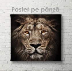 Poster, Tigrul