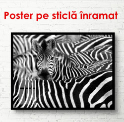 Poster, Zebre alb-negru