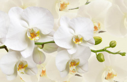 Tablou modular, Orhidee albă pe un fundal bej.