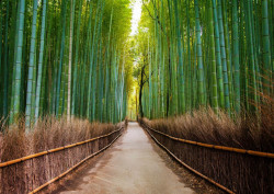 Fototapet, Cărare într-o pădure de bambus