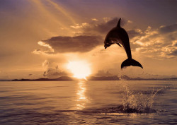 Fototapet, Delfini la apusul soarelui