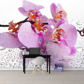 Fototapet, Orhidee roz și picături de apă