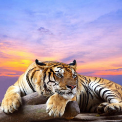 Fototapet, Tigru la apus de soare