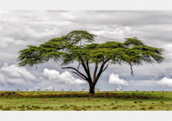 Fototapet, Un copac în câmp
