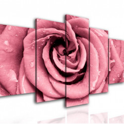 Multicancas, Trandafir roz