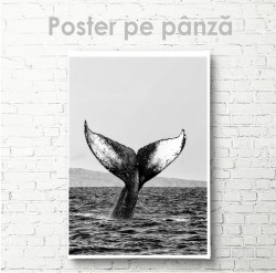 Poster, Coada balenei