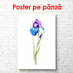 Poster, Floare de iris pictat în acuarelă