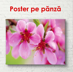 Poster, Flori de primăvară roz pe un copac