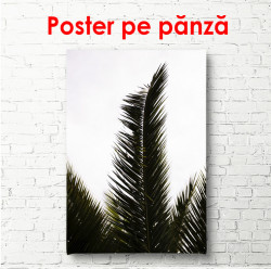 Poster, Frunză de palmier