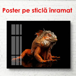 Poster, Iguana portocalie pe fond negru