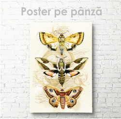 Poster, Insecte