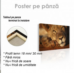 Poster, Leoaică