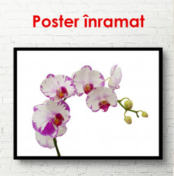 Poster, Orhidee albe cu margini roz