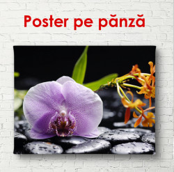 Poster, Orhideea purpură pe pietre