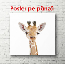 Poster, Pui de girafă pe un fundal alb