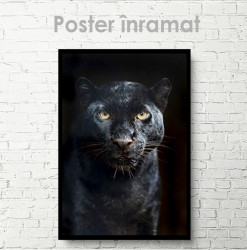 Poster, Puma neagră