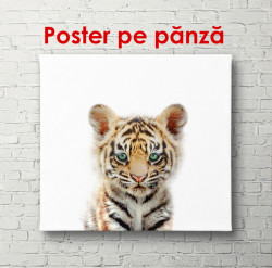 Poster, Tigru pe fundal alb