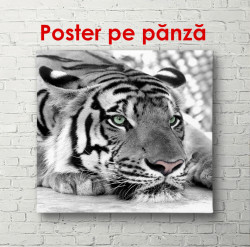 Poster, Tigrul cu nasul roz