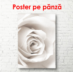 Poster, Trandafirul alb
