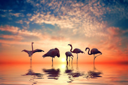 Tablou modular, Flamingo la apus de soare