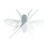 BLOCKING INSECT