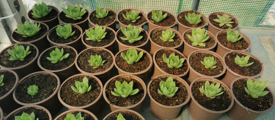 Adăugați Un Strop de Natură în Casa Dvs. cu Sempervivum - Planta Naturală în Pahar de 9 cm, în Vârstă de 2 Ani