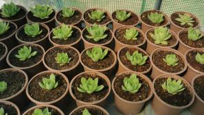 Adăugați Un Strop de Natură în Casa Dvs. cu Sempervivum - Planta Naturală în Pahar de 9 cm, în Vârstă de 2 Ani Adăugați Un Strop de Natură în Casa Dvs. cu Sempervivum - Planta Naturală în Pahar de 9 cm, în Vârstă de 2 Ani