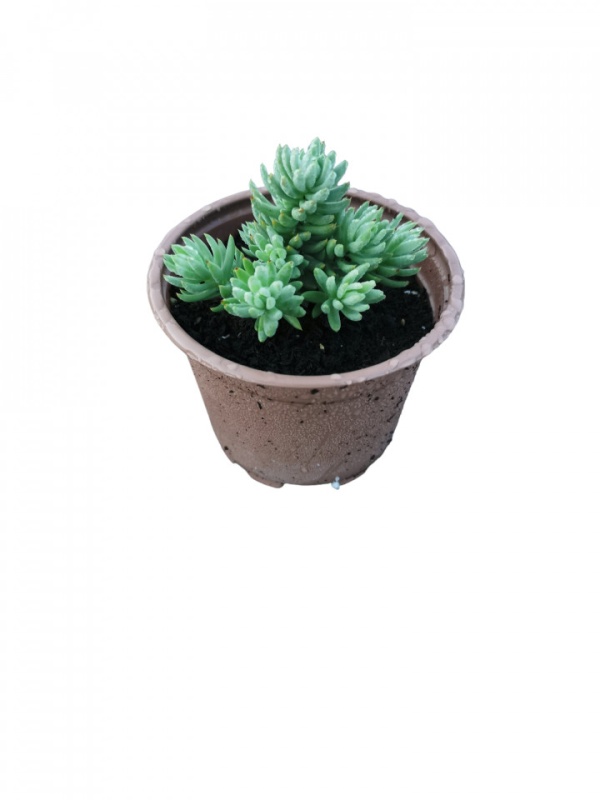Planta naturala suculenta, Turquoise Tails Sedum, in pahar de 9 cm, varsta 2 ani