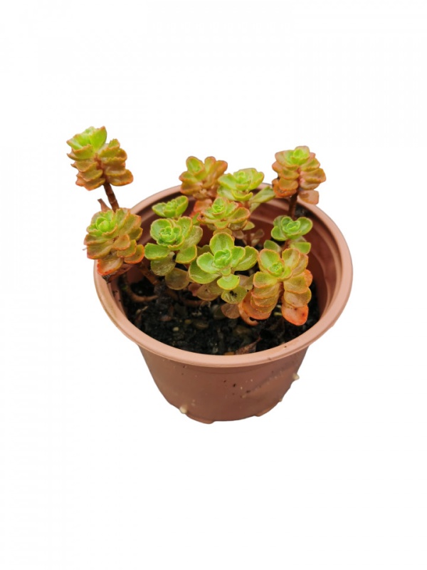 Planta naturala suculenta, Sedum spurium Elizabeth, in pahar de 9 cm, varsta 2 ani