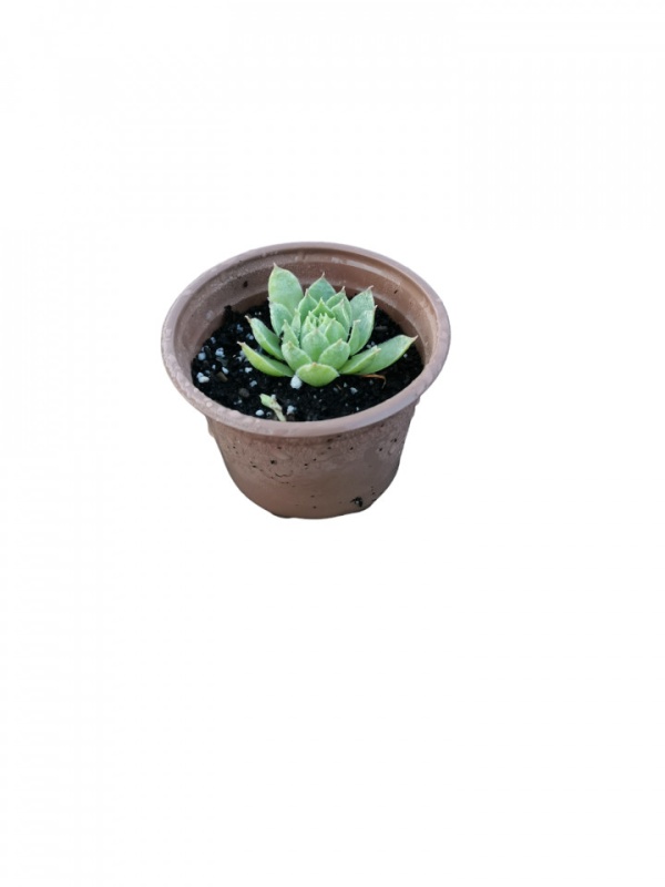 Sempervivum, Planta naturala in pahar de 9 CM, varsta 2 ani, bine inradacinata