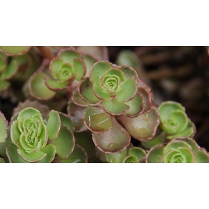 Planta naturala suculenta, Sedum spurium Elizabeth, in pahar de 9 cm, varsta 2 ani