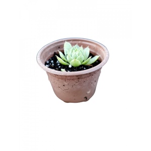Sempervivum, Planta naturala in pahar de 9 CM, varsta 2 ani, bine inradacinata
