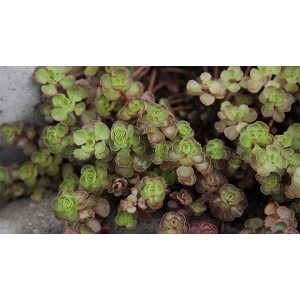 Planta naturala suculenta, Sedum spurium Elizabeth, in pahar de 9 cm, varsta 2 ani