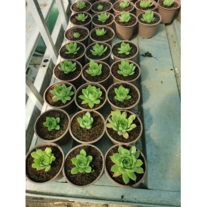 Sempervivum, Planta naturala in pahar de 9 CM, varsta 2 ani, bine inradacinata