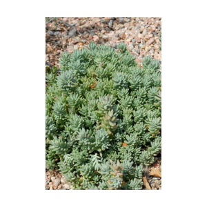 Planta naturala suculenta, Turquoise Tails Sedum, in pahar de 9 cm, varsta 2 ani