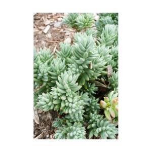 Planta naturala suculenta, Turquoise Tails Sedum, in pahar de 9 cm, varsta 2 ani