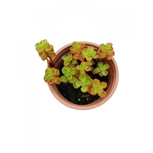 Planta naturala suculenta, Sedum spurium Elizabeth, in pahar de 9 cm, varsta 2 ani