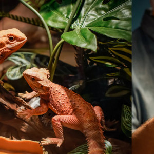 Anycubic Photon M5s