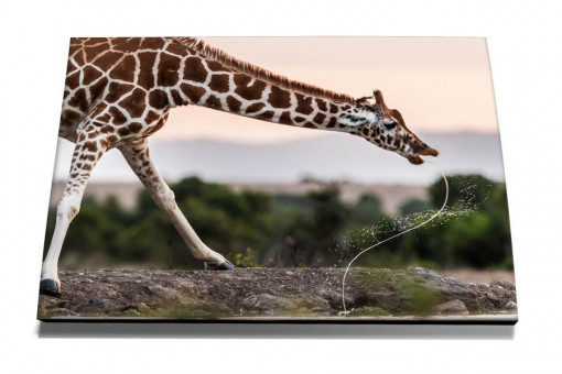 TABLOU CENTENNIS GIRAFFA