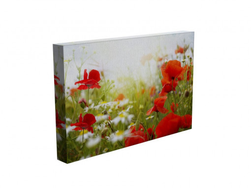 TABLOU POPPIES