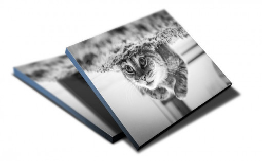 TABLOU IL GATTO