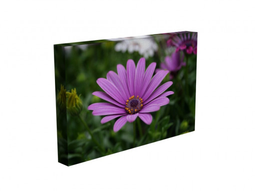 TABLOU PURPLE