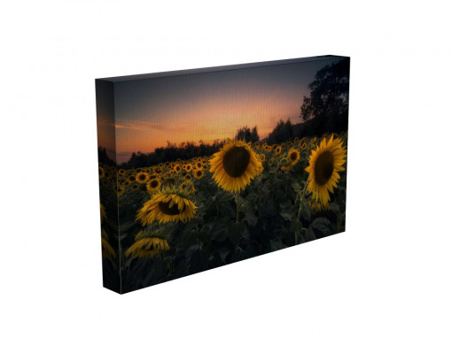 TABLOU HELIANTHUS