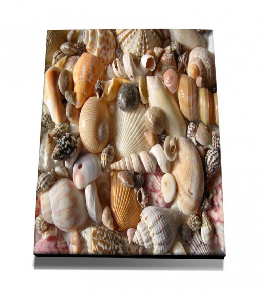 TABLOU SHELLS BEACH